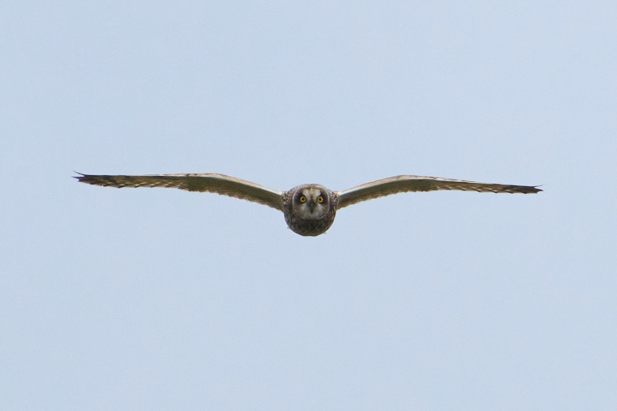 Short-eared Owl - ML643755841