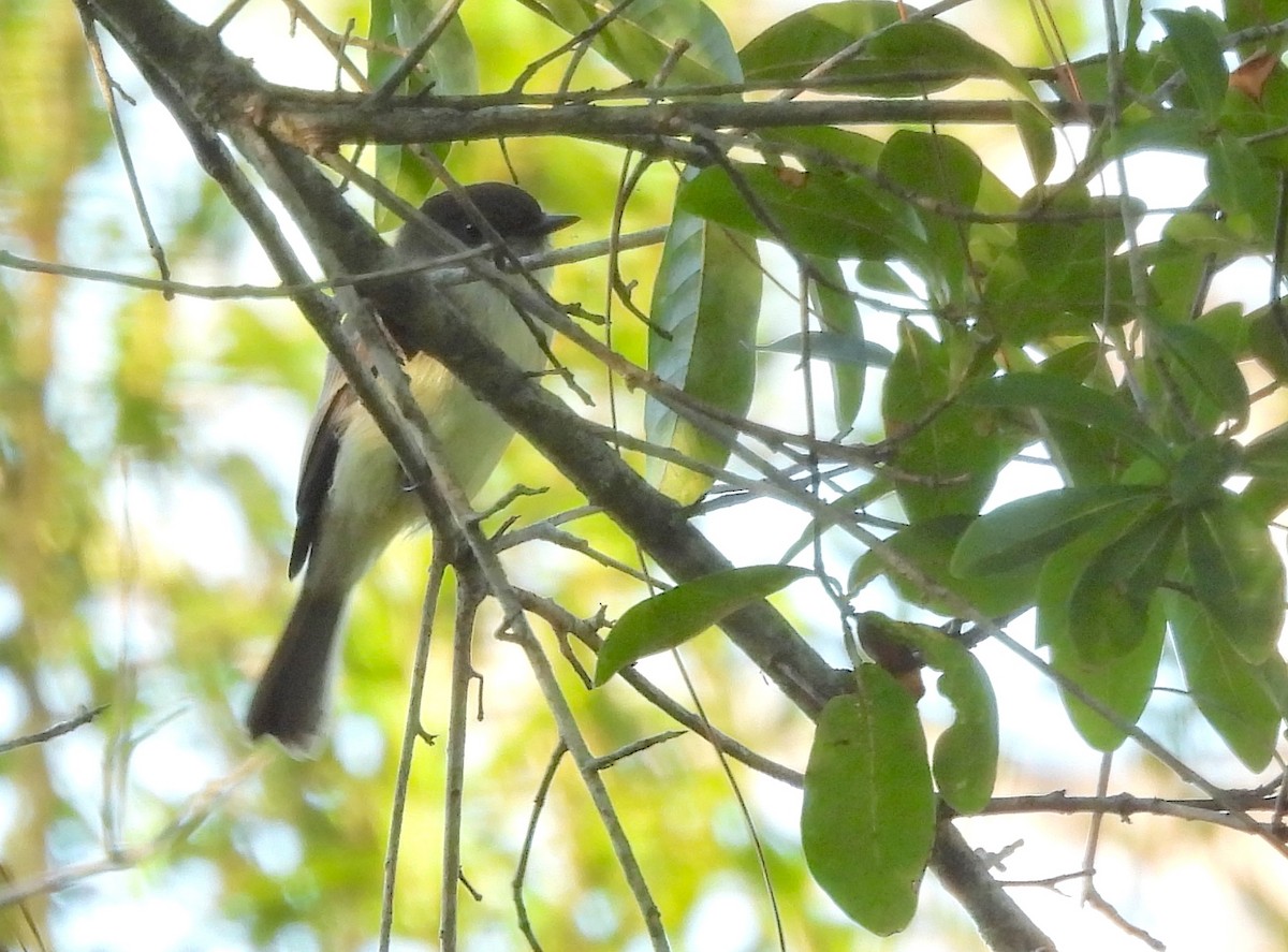 Eastern Phoebe - ML643755843