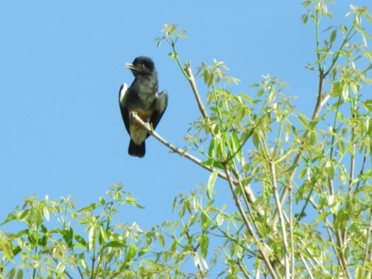 Swallow-winged Puffbird - ML643755849