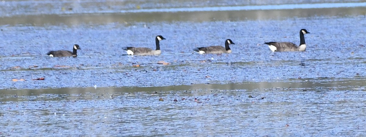 Cackling Goose - ML643755853
