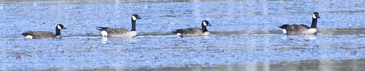 Cackling Goose - ML643755854