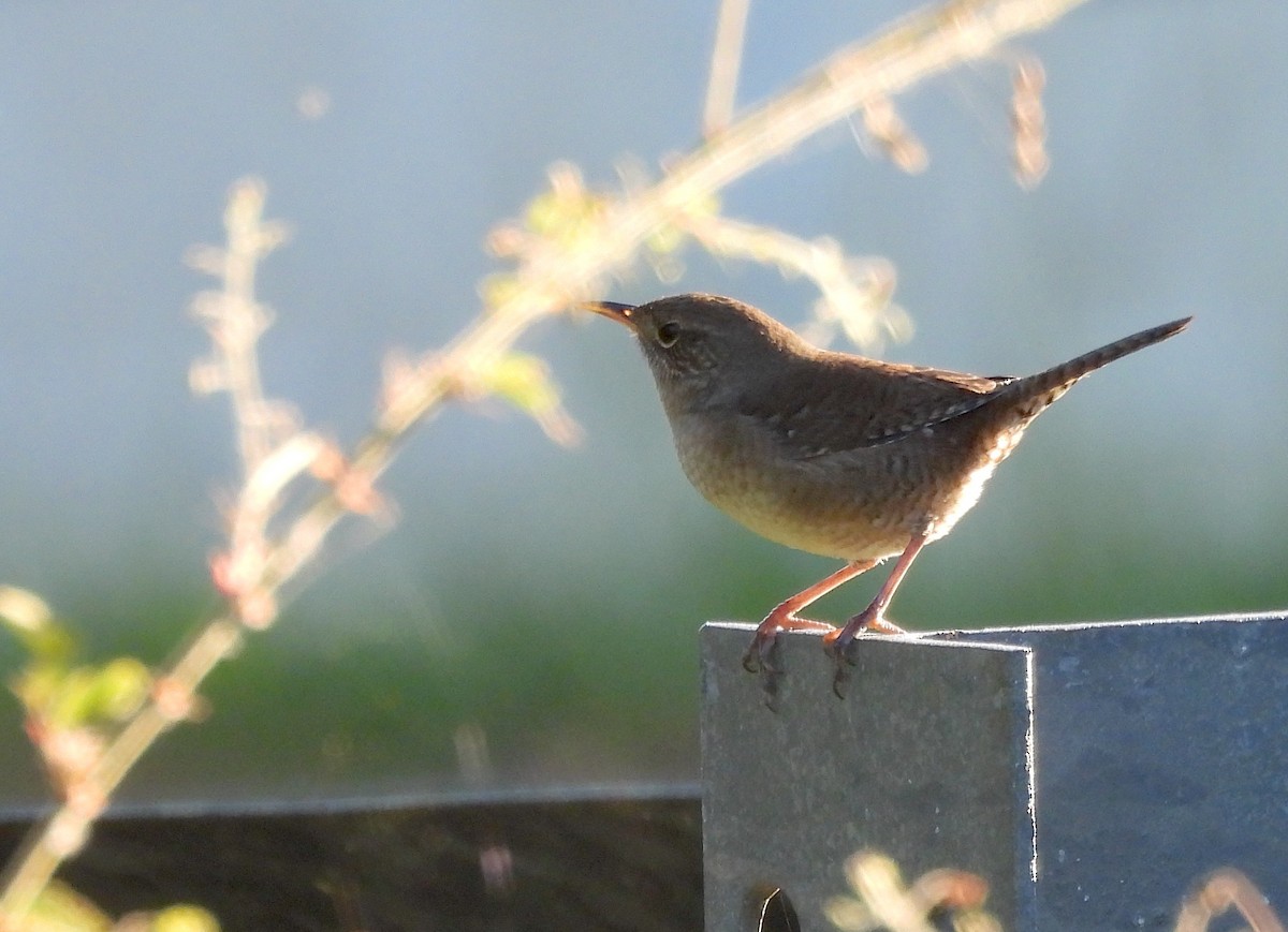 Northern House Wren - ML643755856