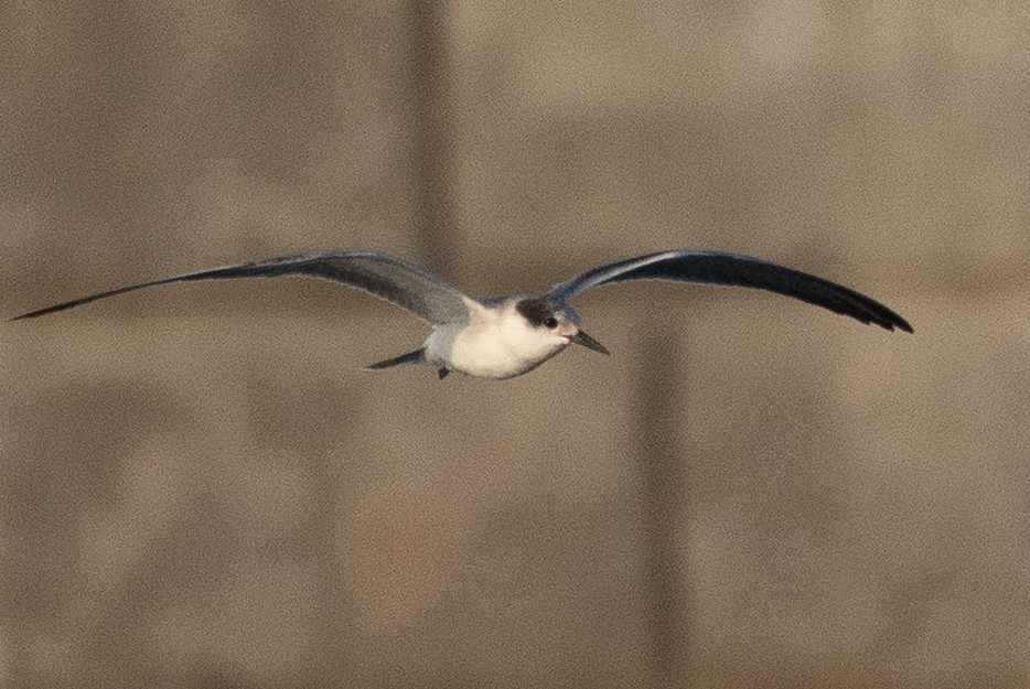 White-cheeked Tern - ML643755868