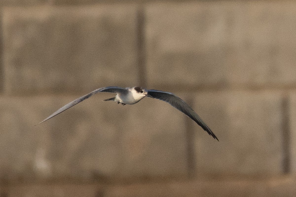 White-cheeked Tern - ML643755869
