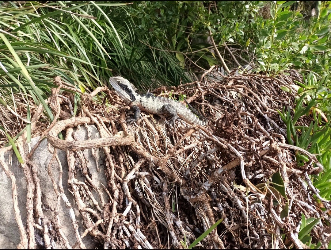 Eastern Water Dragon - ML643755880