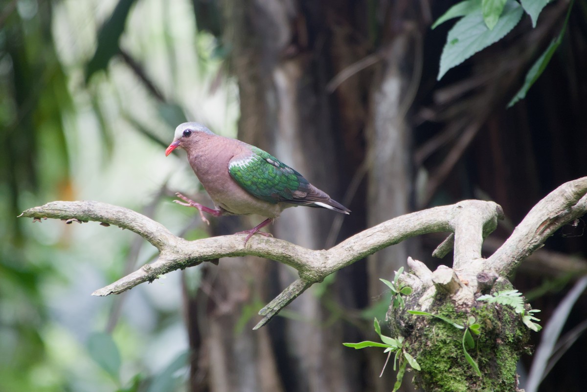 Asian Emerald Dove - ML643755881