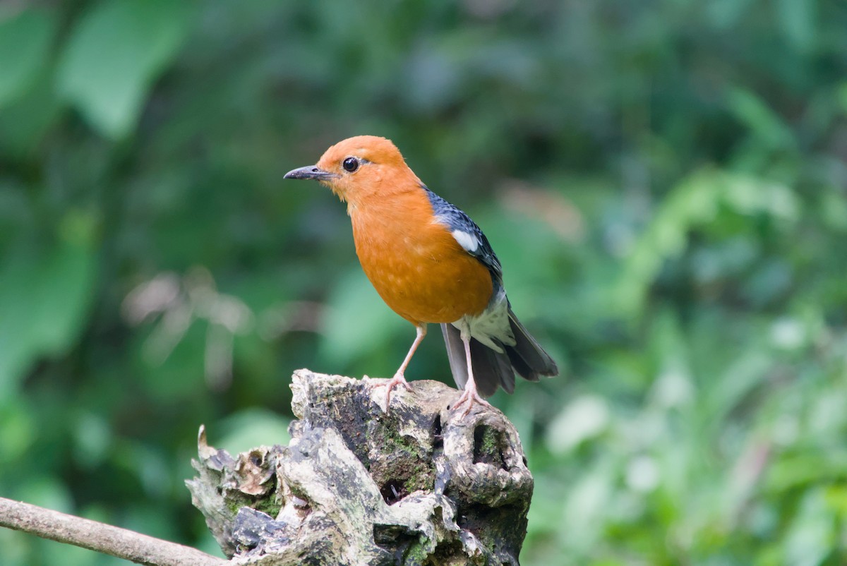 Orange-headed Thrush - ML643755906