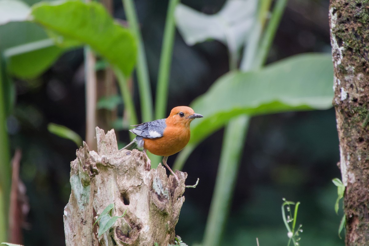 Orange-headed Thrush - ML643755907