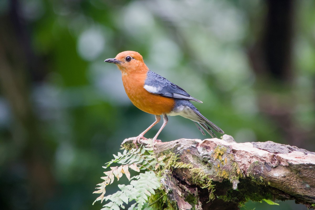 Orange-headed Thrush - ML643755912