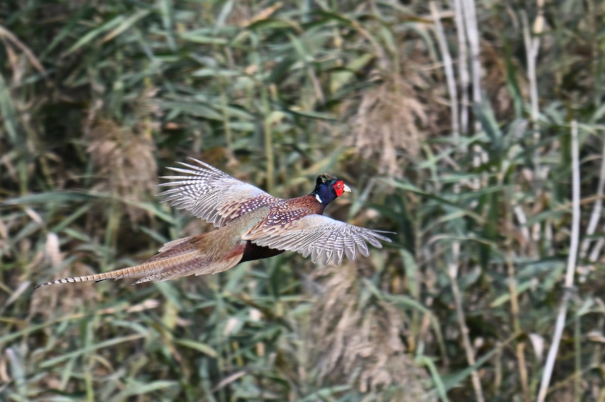 פסיון מצוי - ML643755913