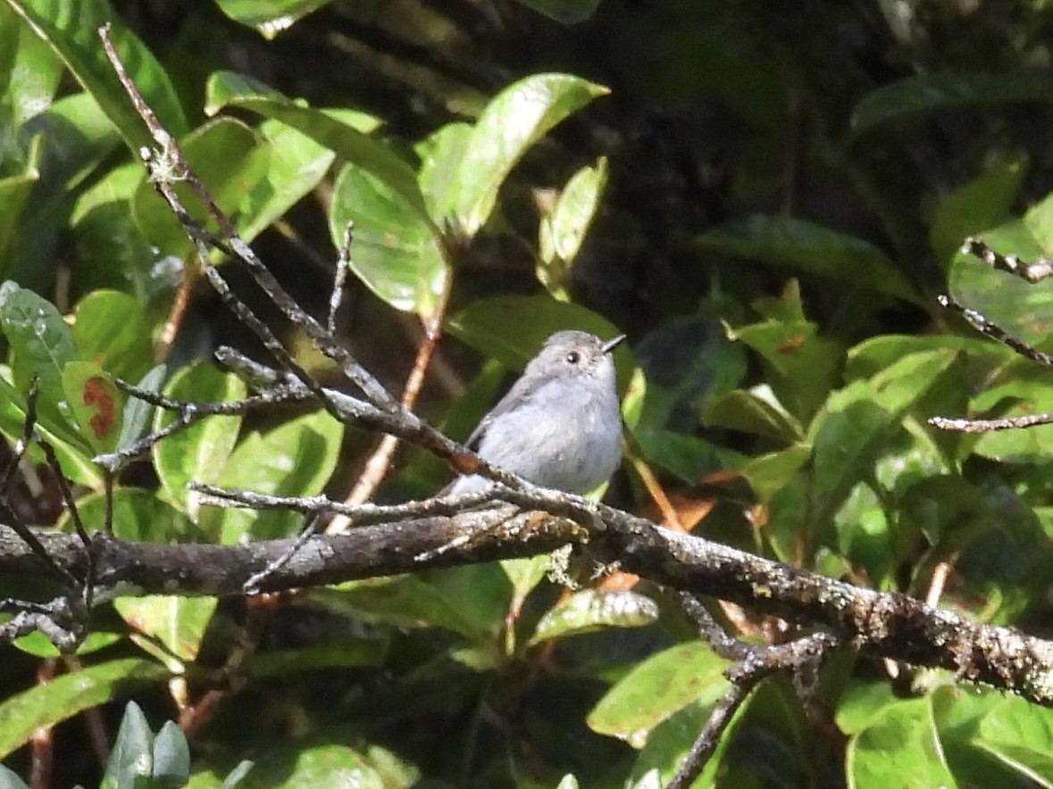 Little Pied Flycatcher - ML643755920
