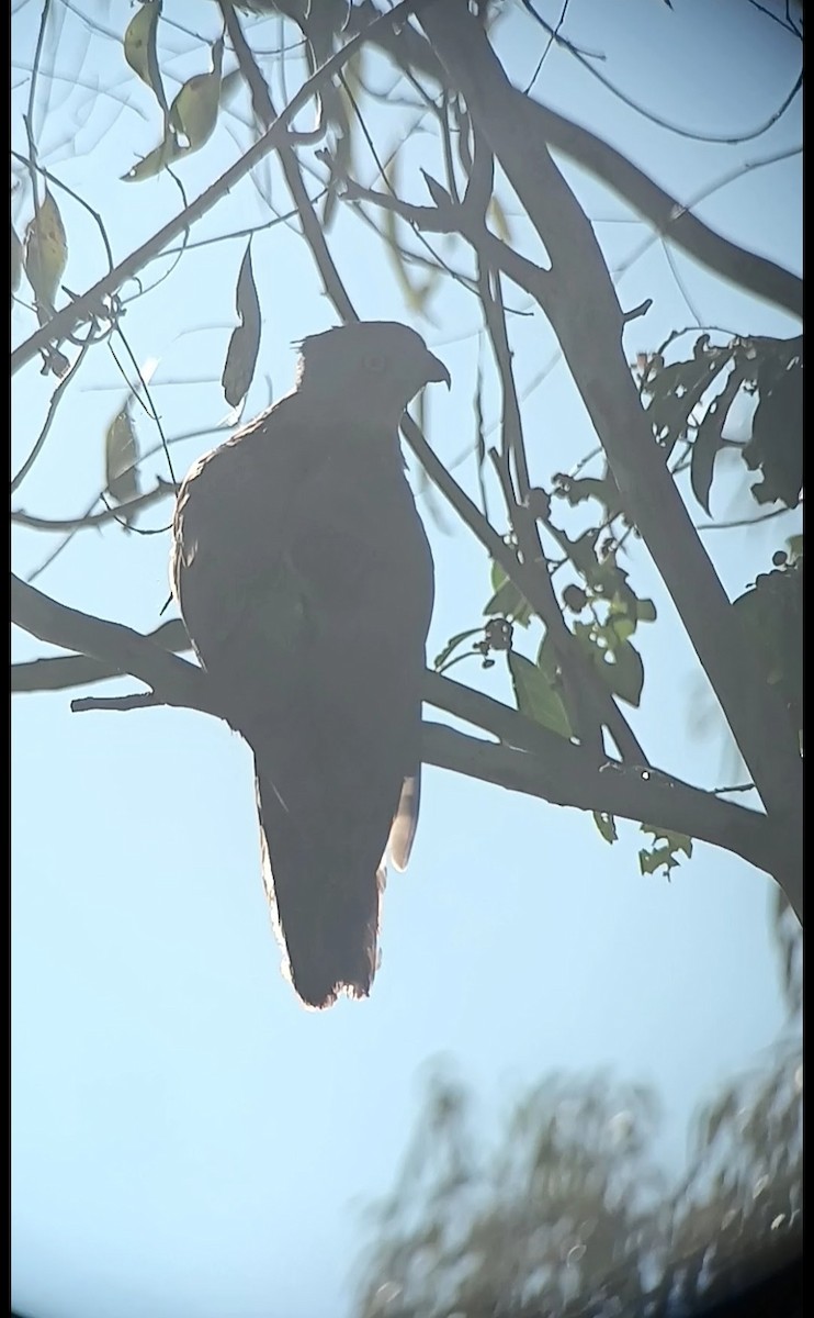 Pacific Baza - ML643755956