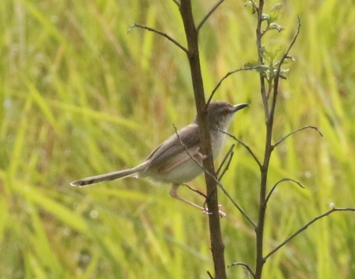 Ashy Prinia - ML643755959