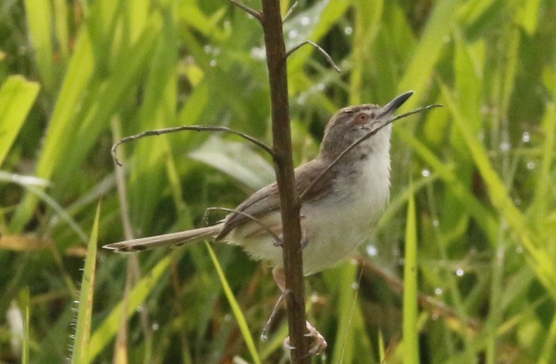 Ashy Prinia - ML643755960