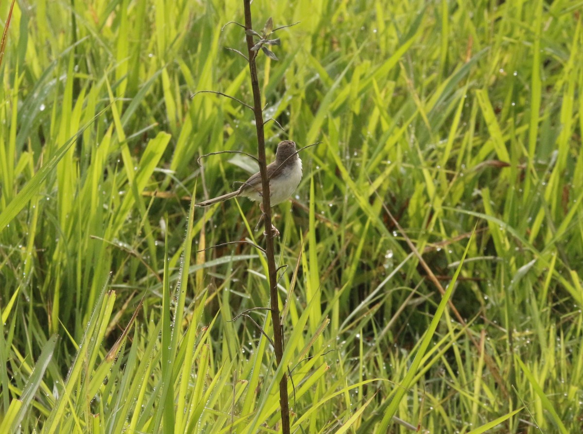 Plain Prinia - ML643755961