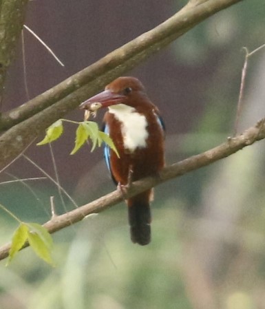 White-throated Kingfisher - ML643755966