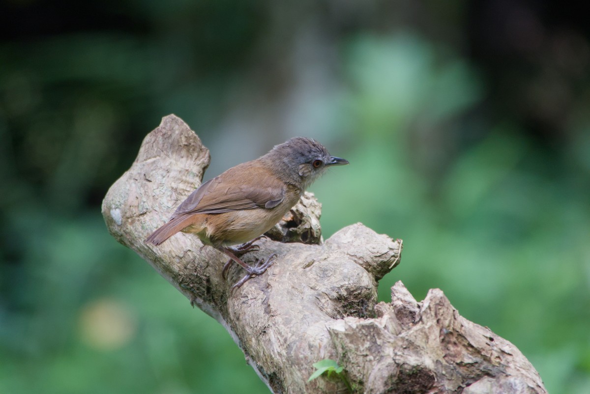 Horsfield's Babbler - ML643755976