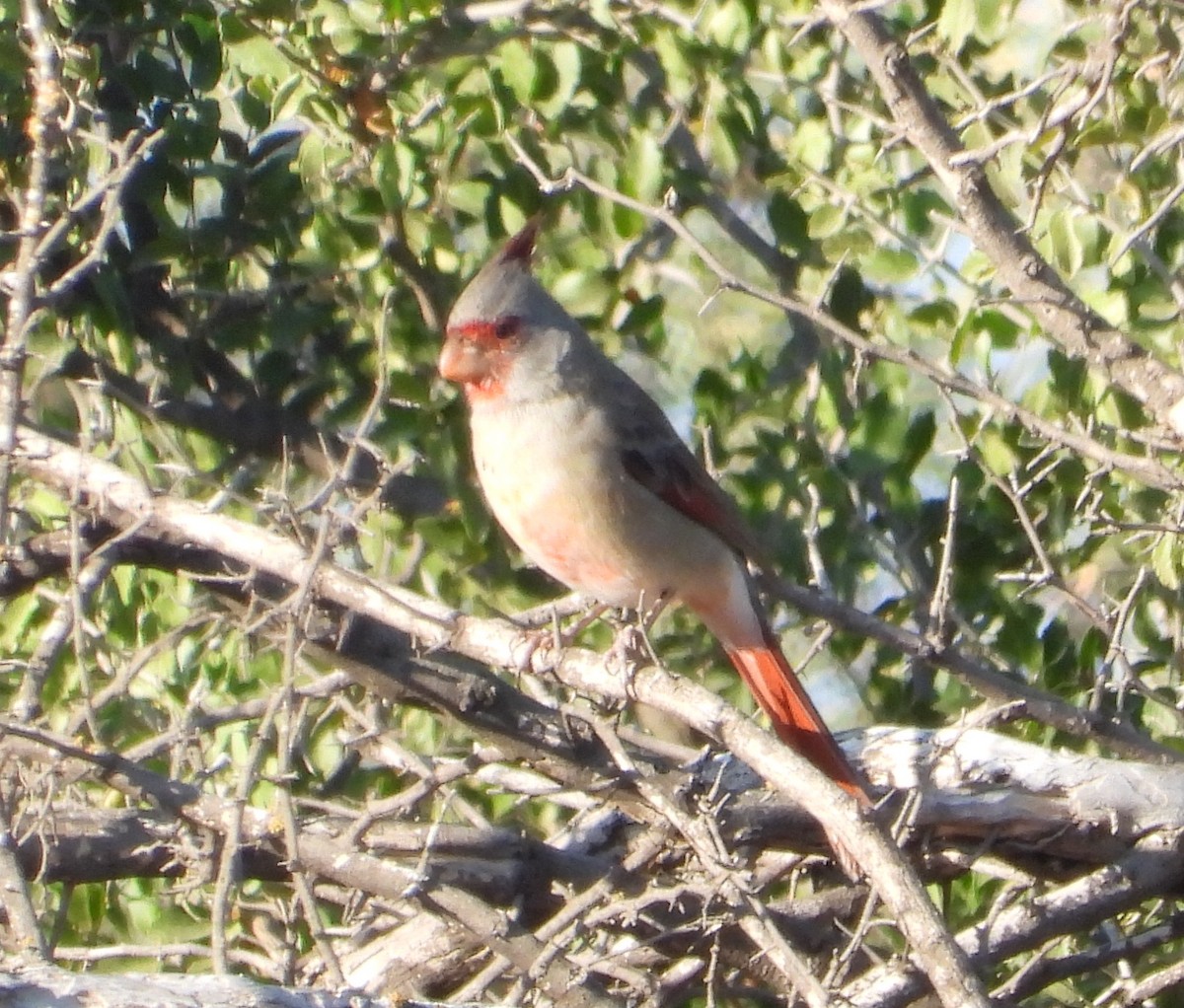 Pyrrhuloxia - ML643755980