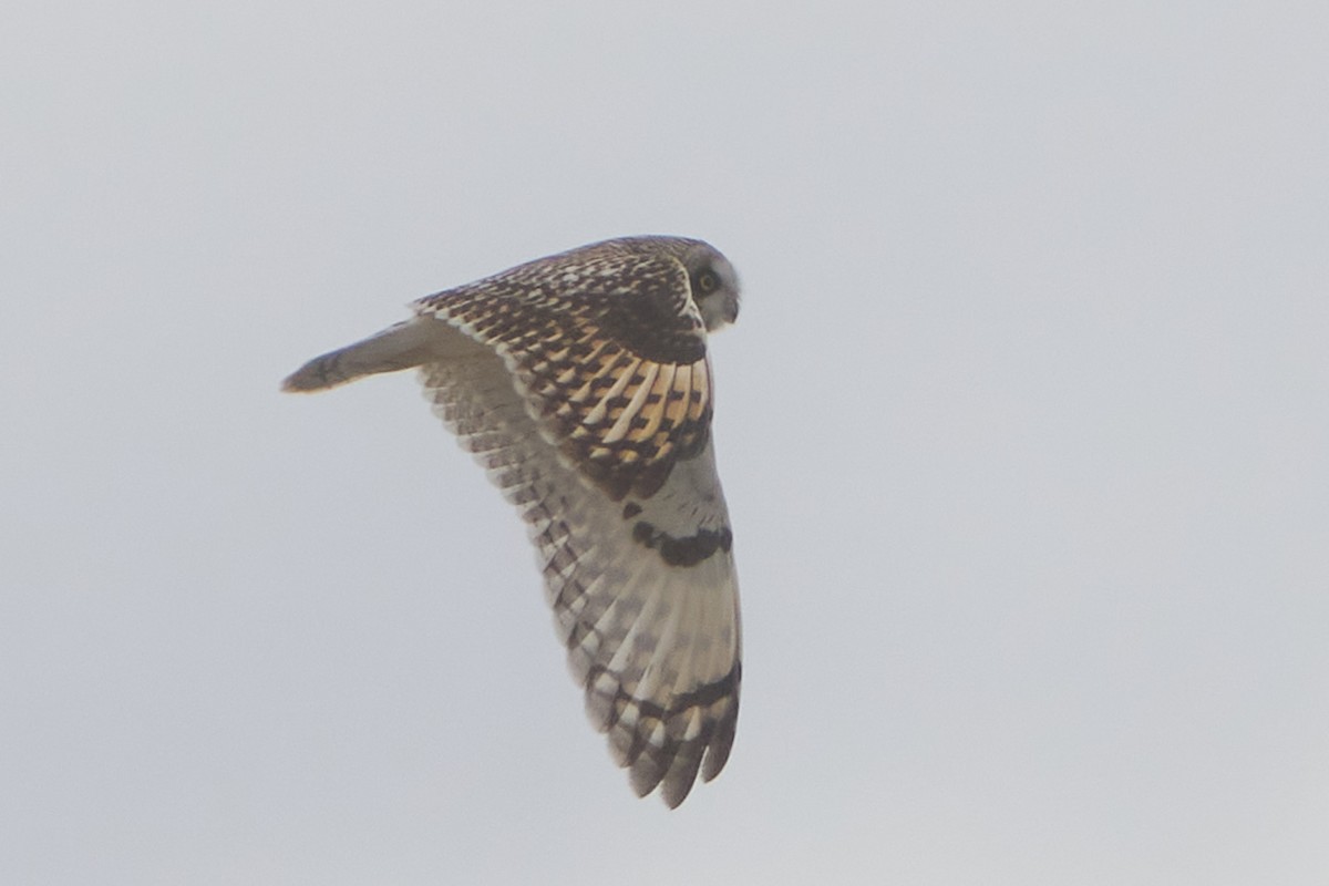 kalous pustovka - ML643755982