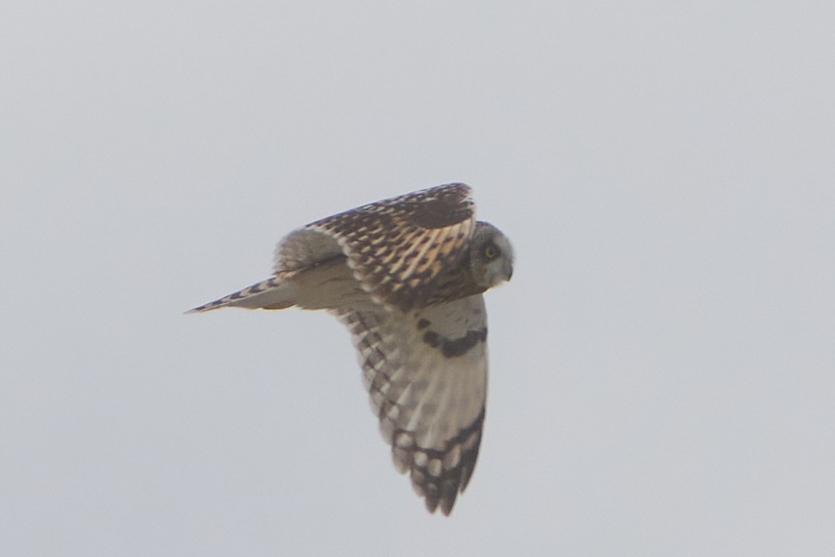 kalous pustovka - ML643755983