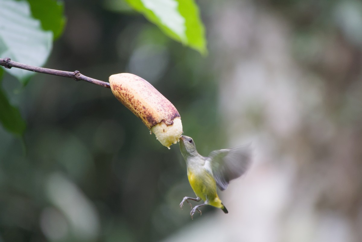 Orange-bellied Flowerpecker - ML643755985