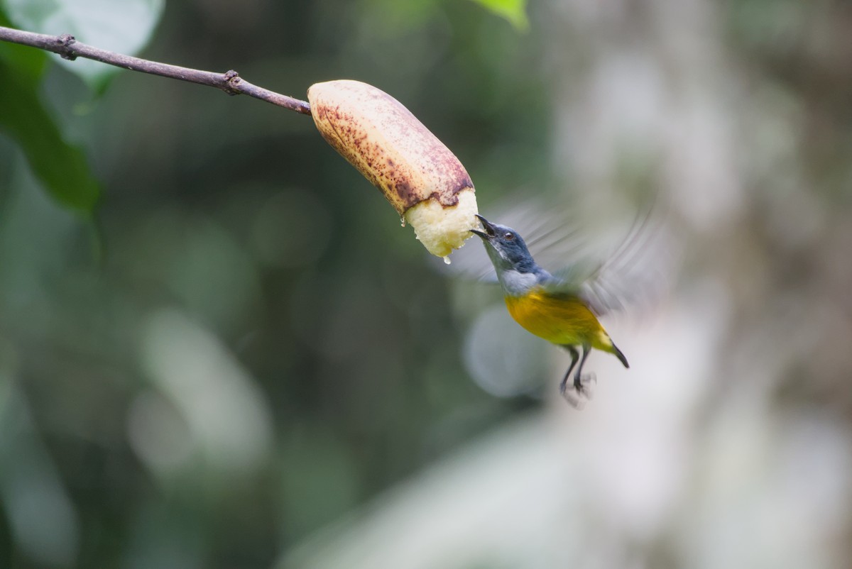 Orange-bellied Flowerpecker - ML643755986