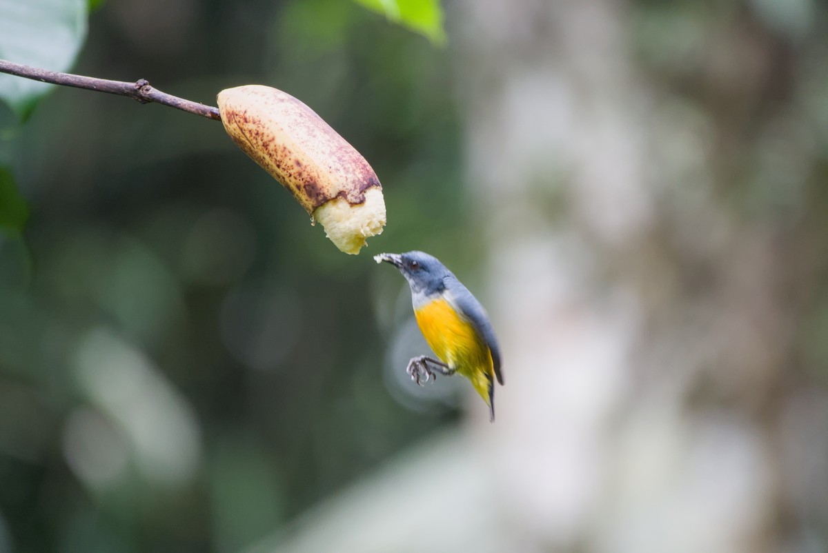 Orange-bellied Flowerpecker - ML643755987