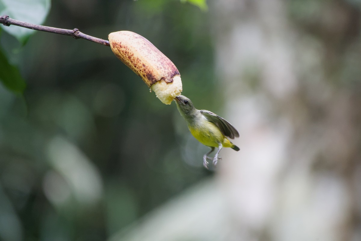 Orange-bellied Flowerpecker - ML643755988