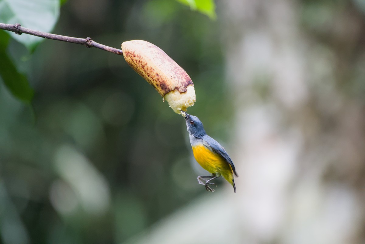 Orange-bellied Flowerpecker - ML643755990