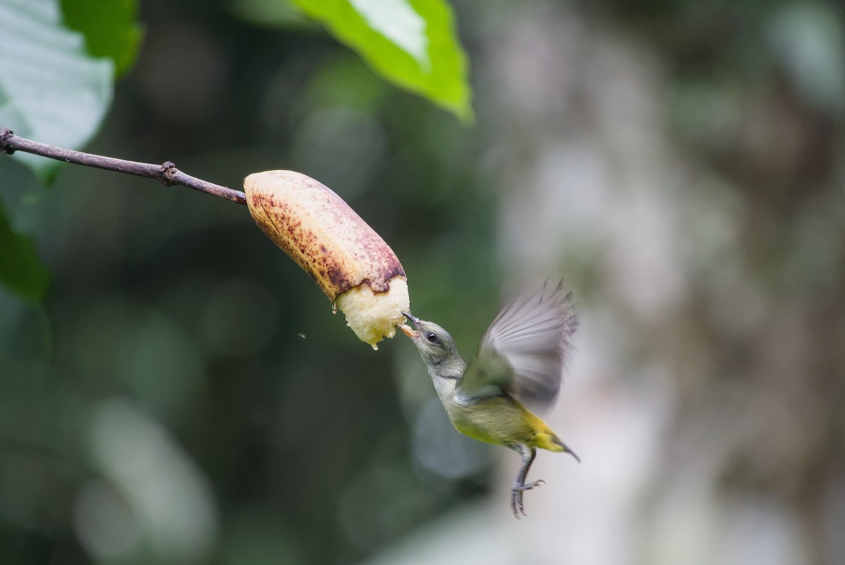 Orange-bellied Flowerpecker - ML643755991