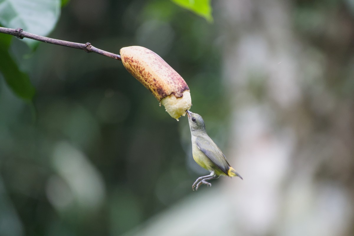Orange-bellied Flowerpecker - ML643755992