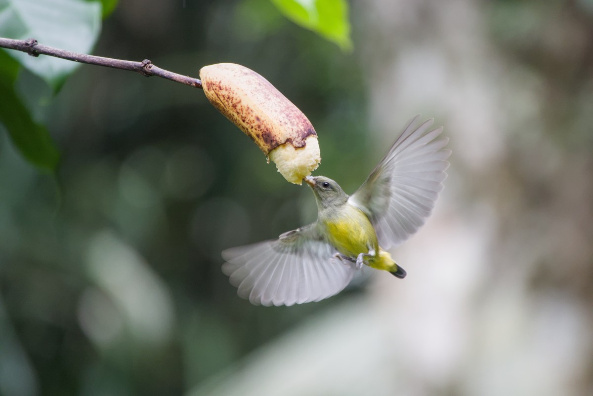 Orange-bellied Flowerpecker - ML643755993
