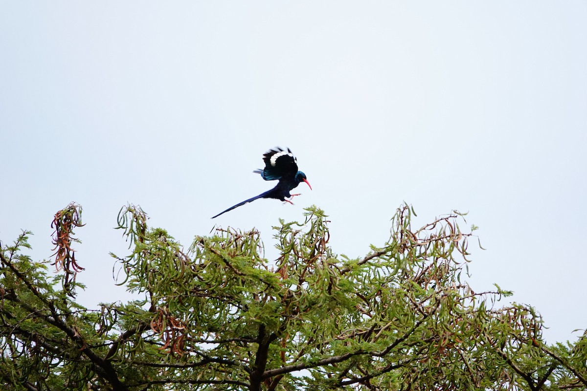 Green Woodhoopoe - ML643755996