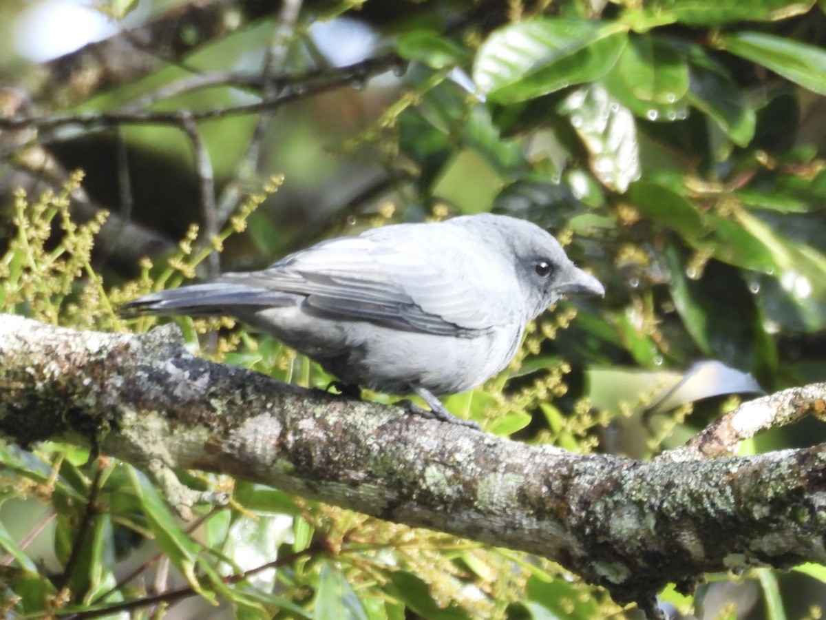 Sunda Laughingthrush - ML643755999