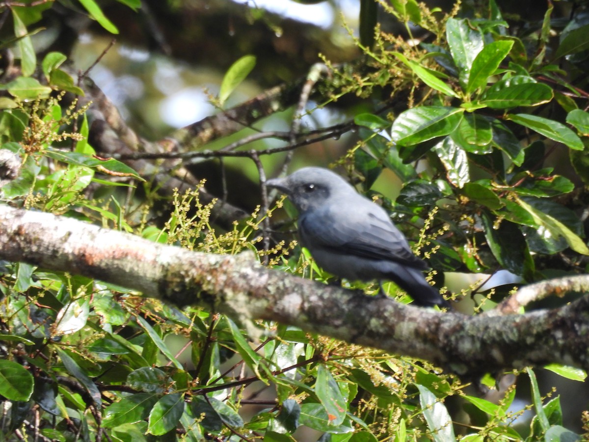 Sunda Laughingthrush - ML643756000