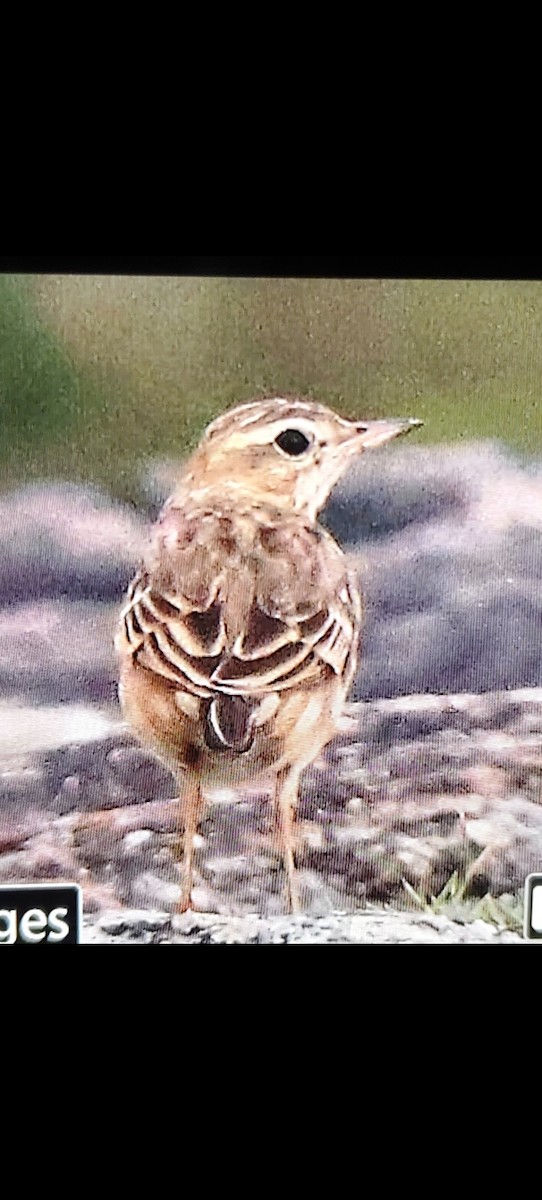 Blyth's Pipit - ML643756003