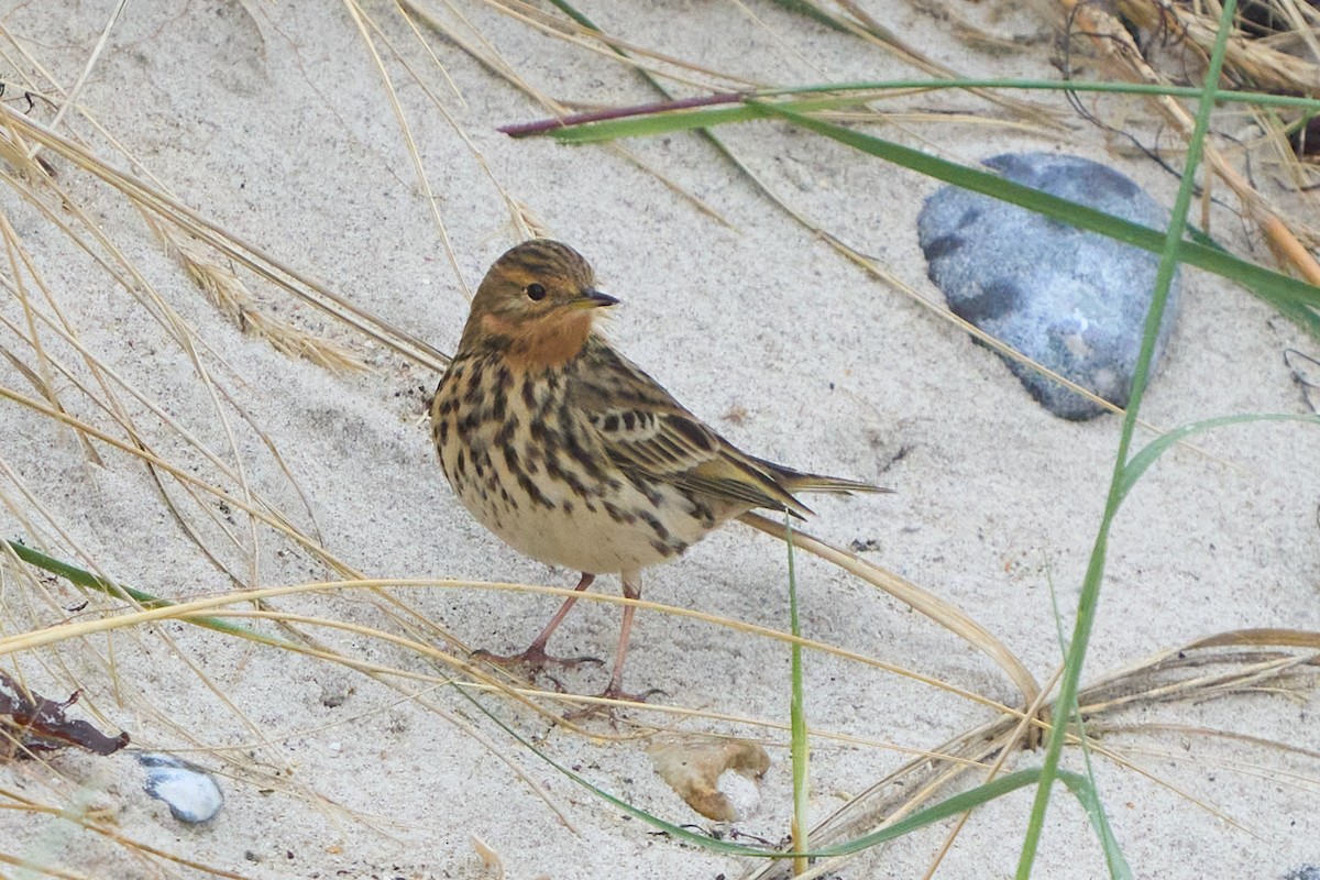 linduška rudokrká - ML643756007