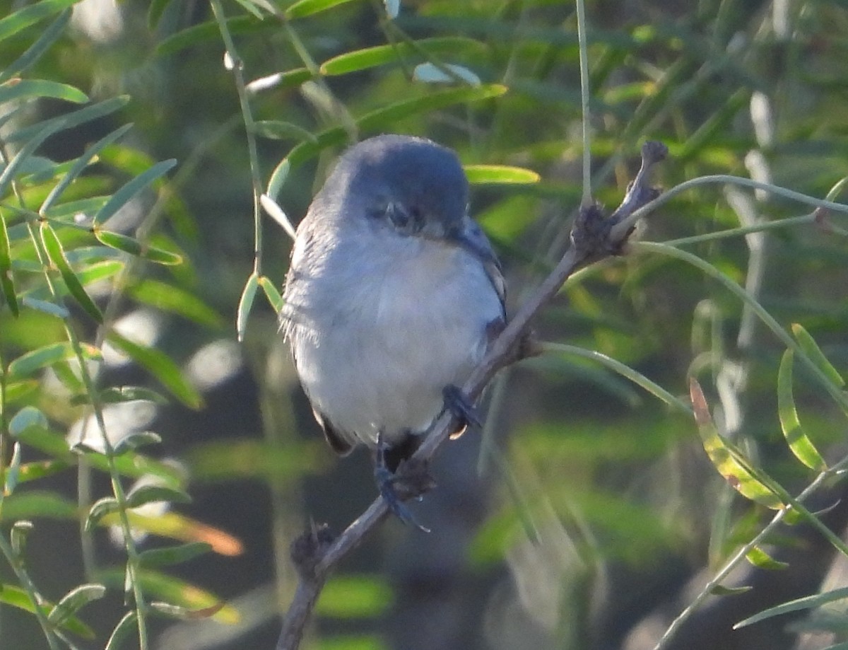 Black-tailed Gnatcatcher - ML643756009