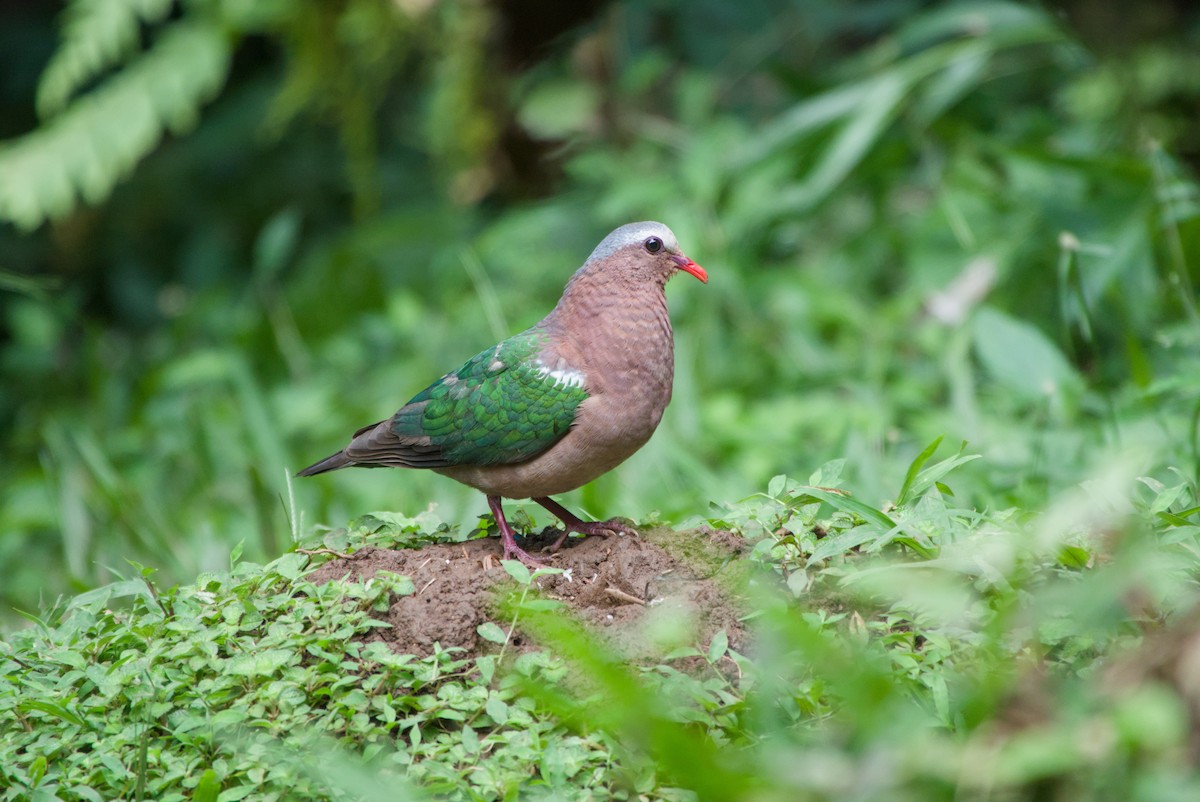 Asian Emerald Dove - ML643756011