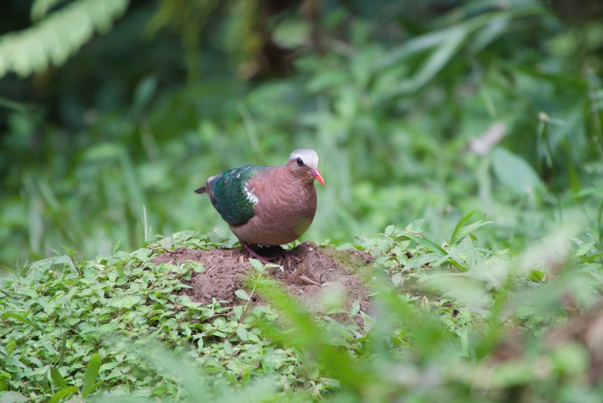 Asian Emerald Dove - ML643756012