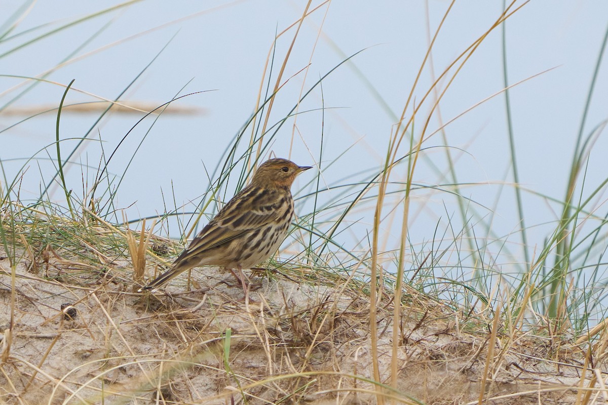 linduška rudokrká - ML643756013