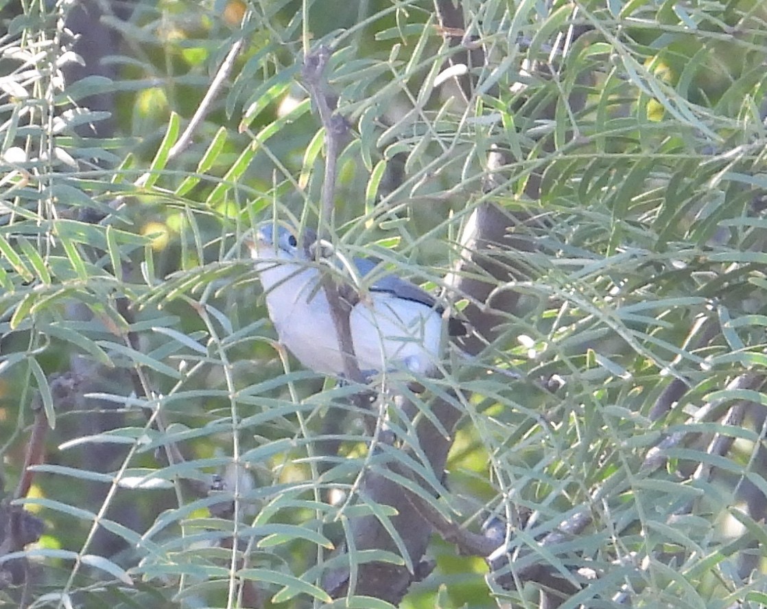 Black-tailed Gnatcatcher - ML643756014