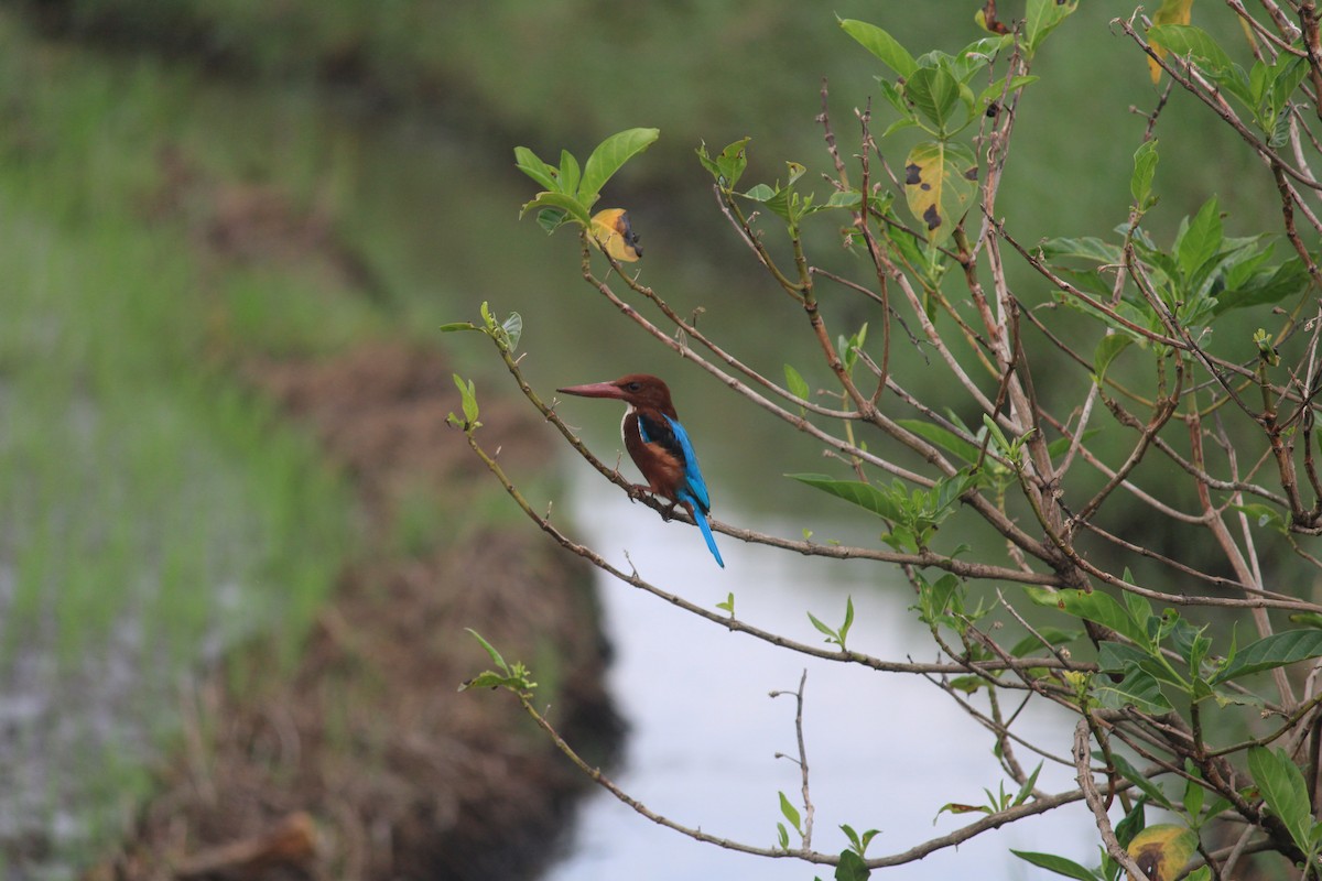 White-throated Kingfisher - ML643756016