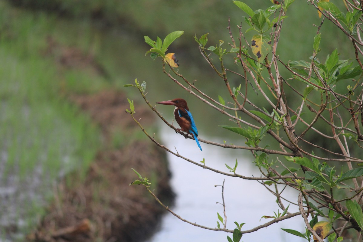 White-throated Kingfisher - ML643756017