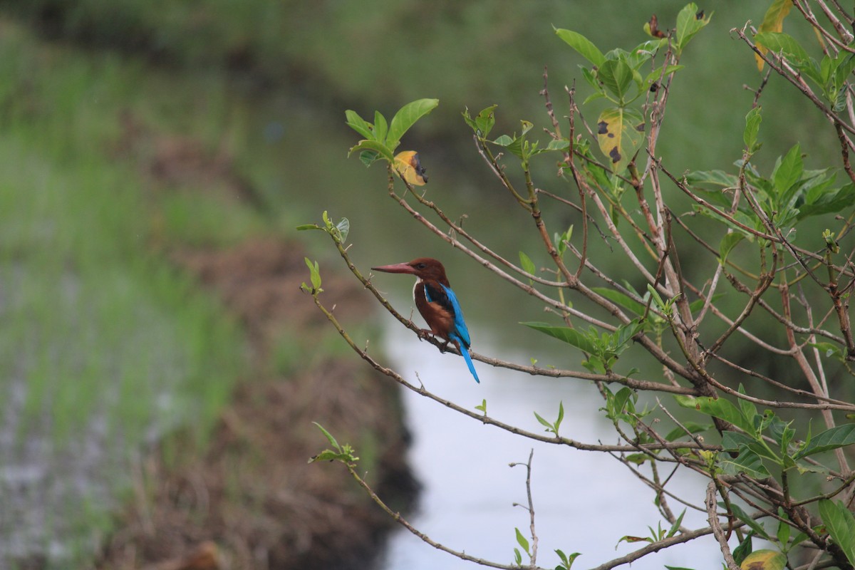 White-throated Kingfisher - ML643756018