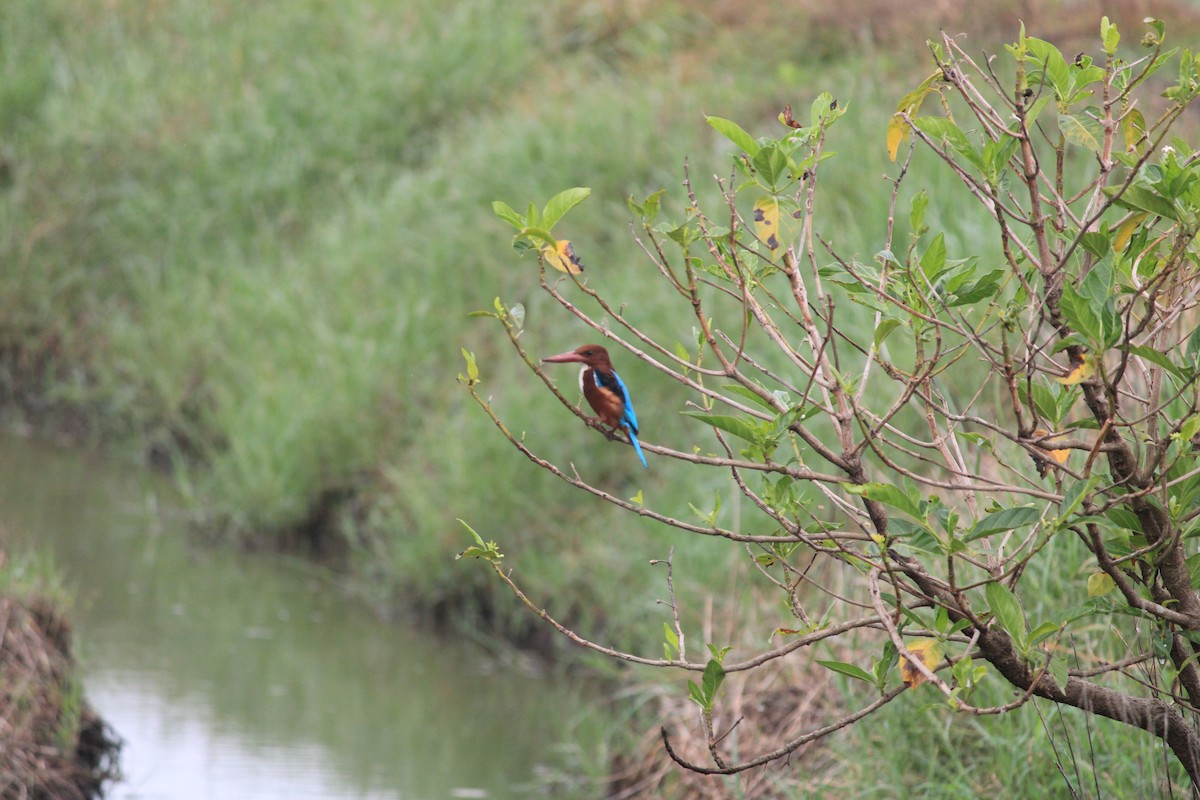 White-throated Kingfisher - ML643756019