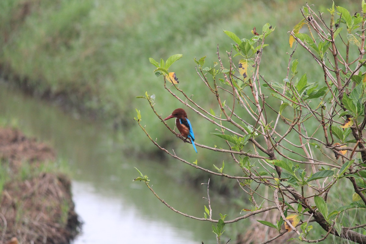 White-throated Kingfisher - ML643756020