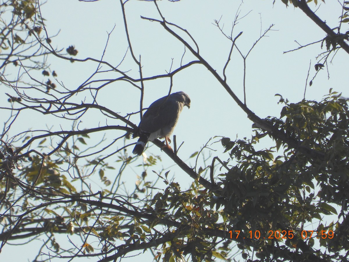Gray Hawk - ML643756033