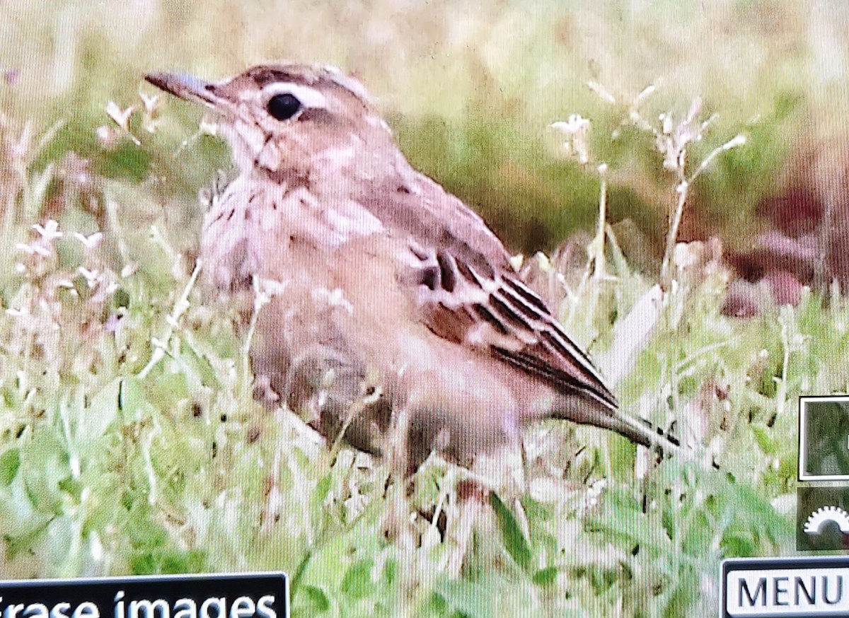 Blyth's Pipit - ML643756043