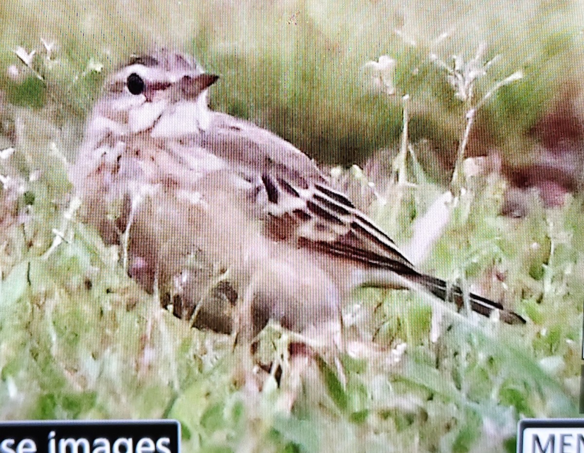 Blyth's Pipit - ML643756044